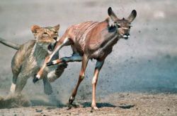 豌豆莢，不過是一個弱肉強食的故事